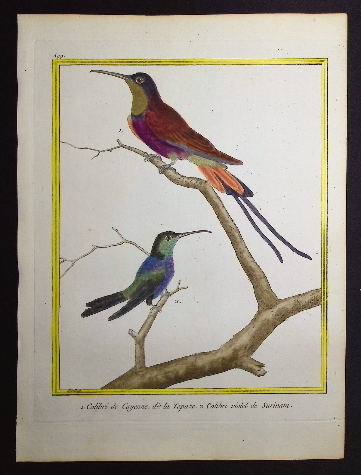 Hummingbird or Colibri
