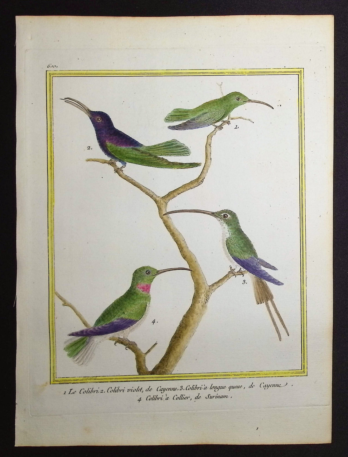 Hummingbird or Colibri