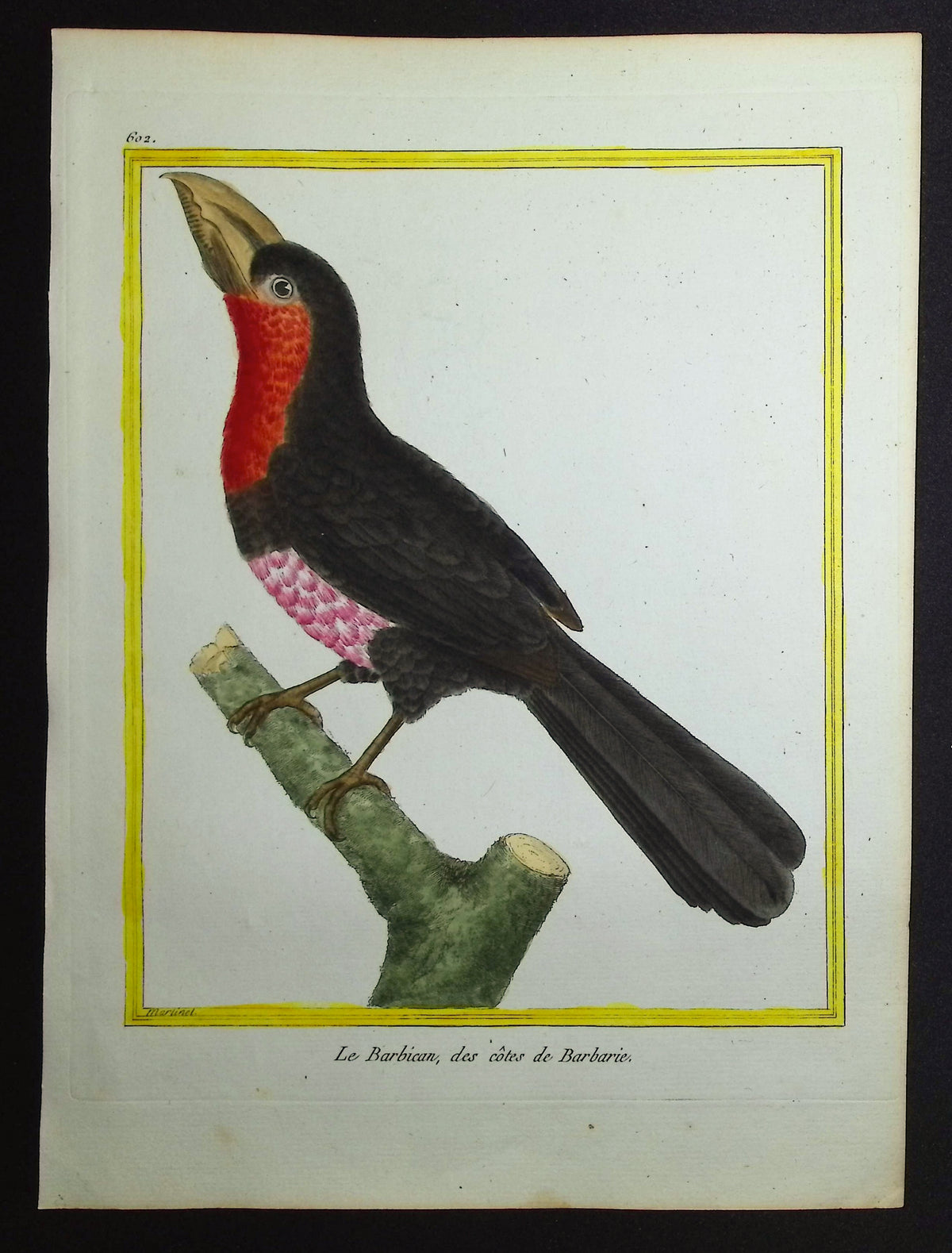 Barbet