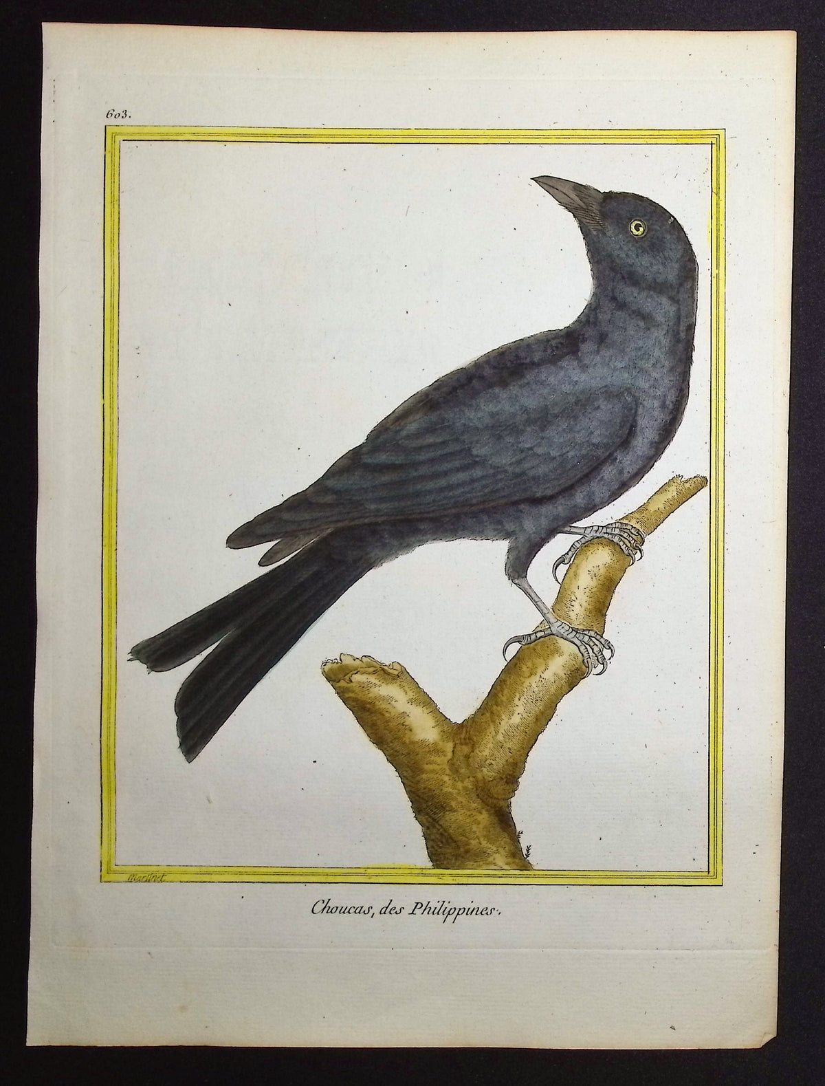 Chough