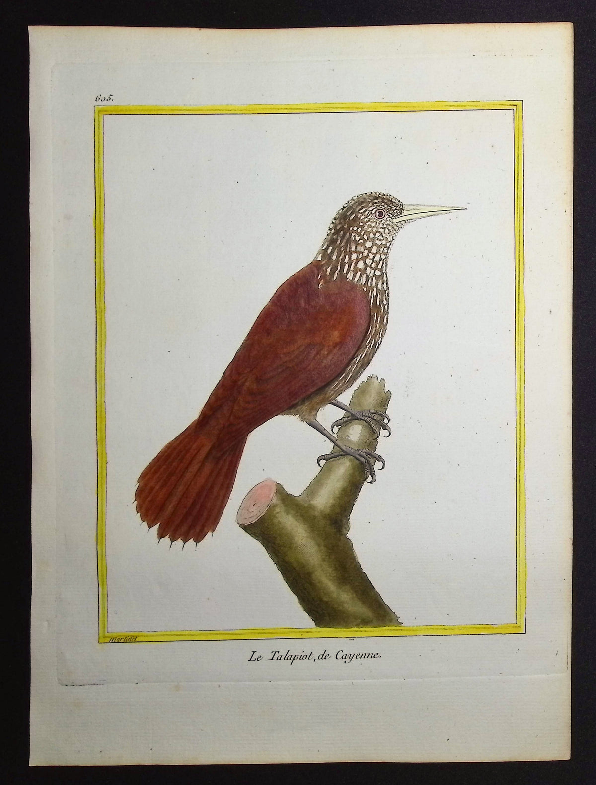 Straight-Billed Woodcreeper