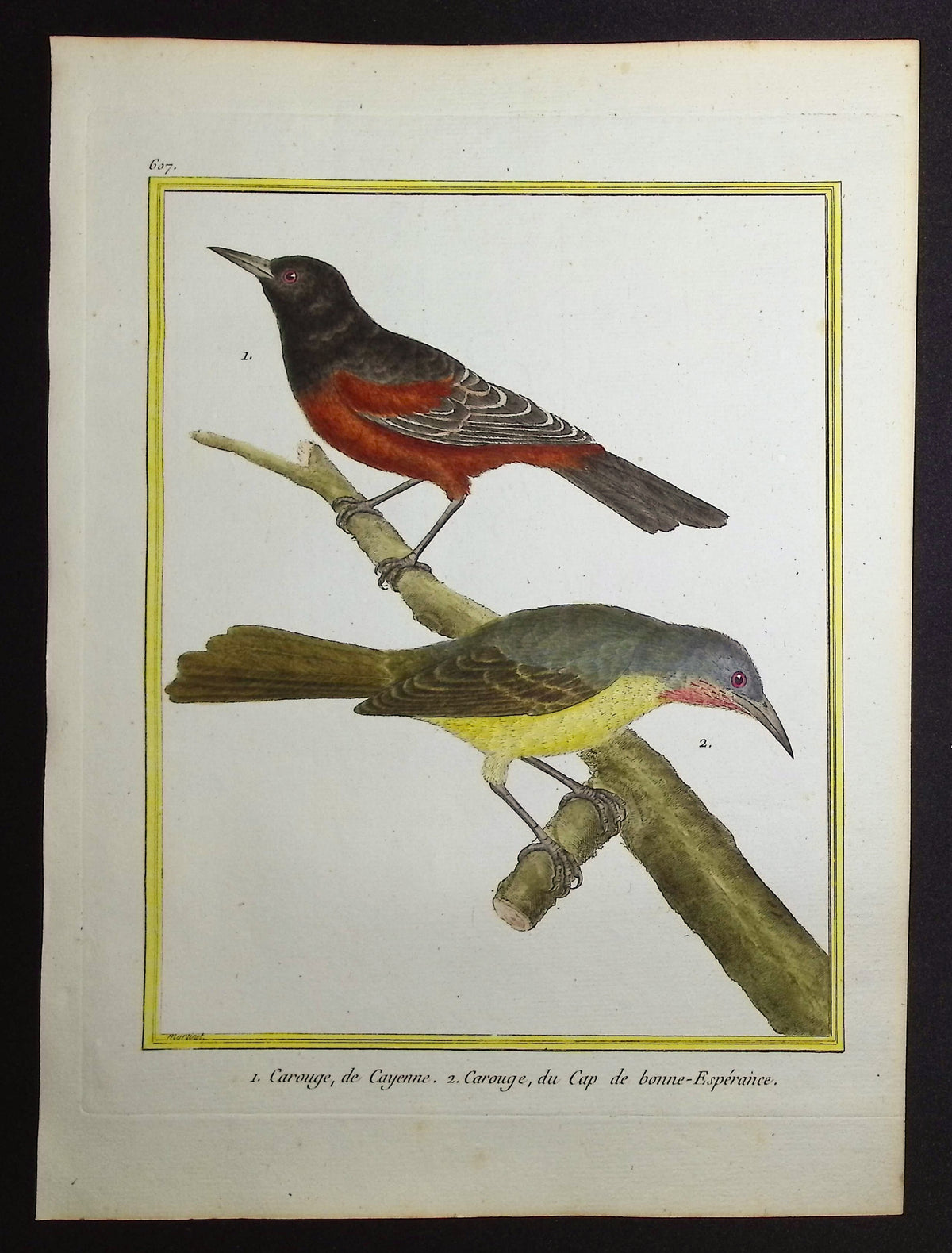 Blackbird