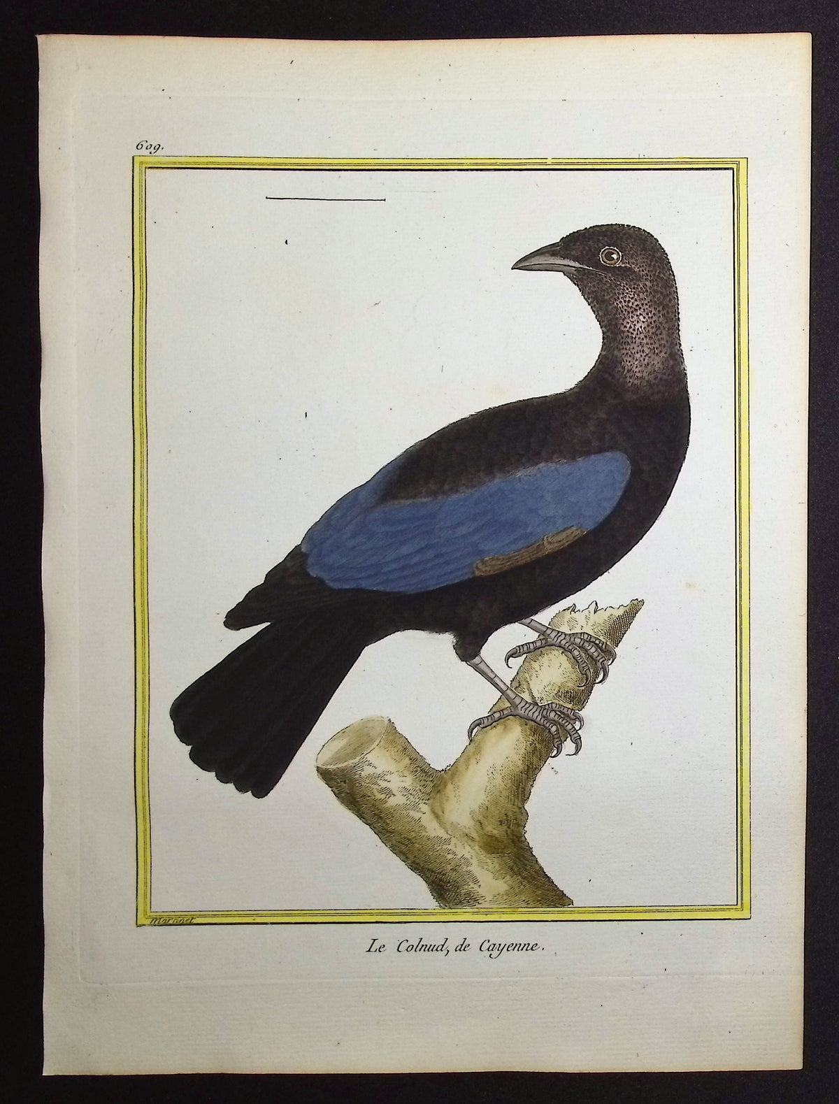 South American Bird