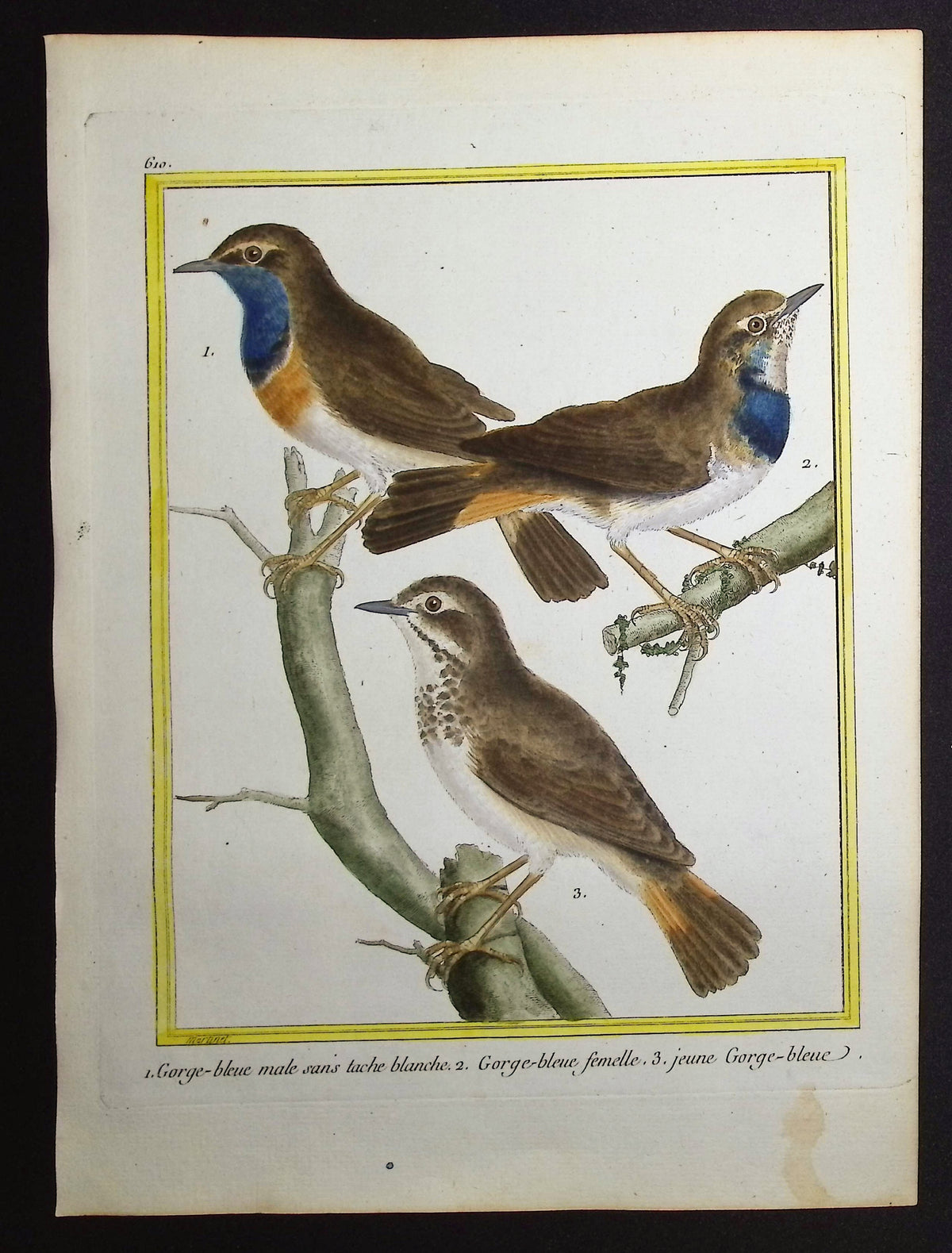 Bluethroat