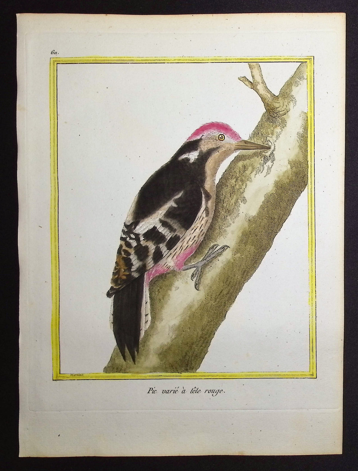 Woodpecker