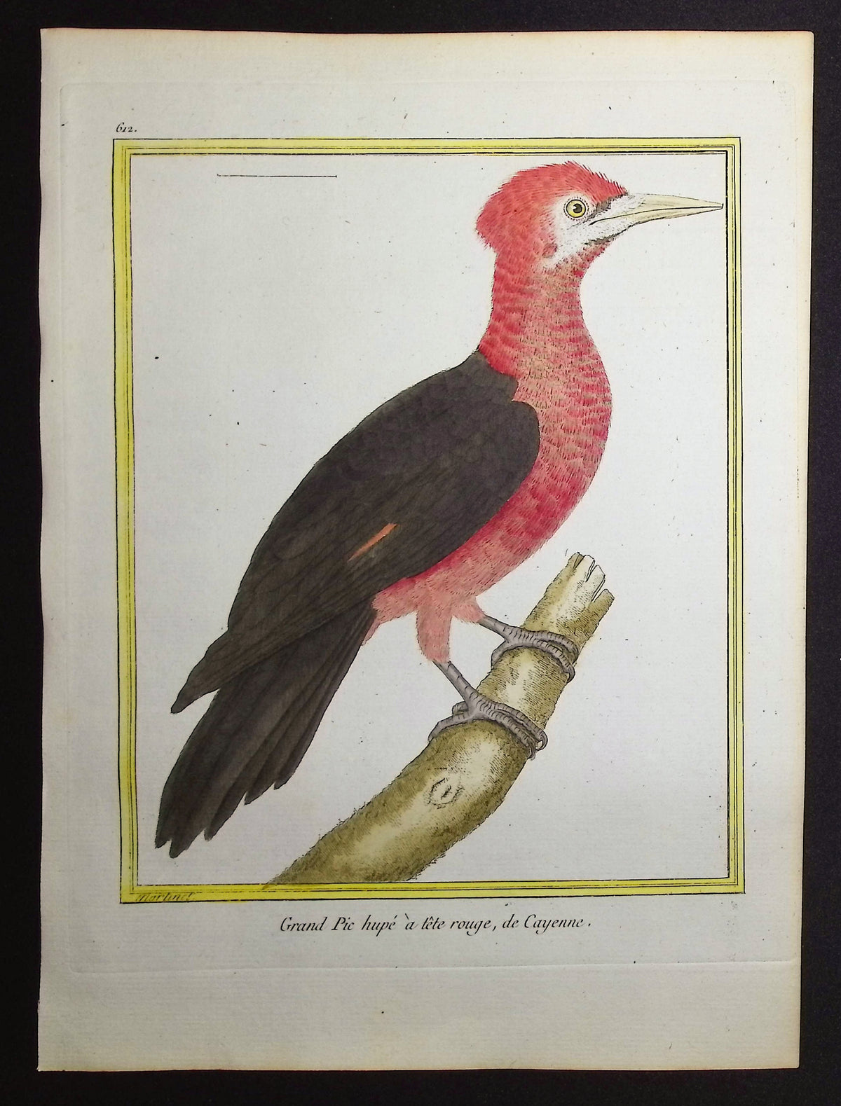 Woodpecker