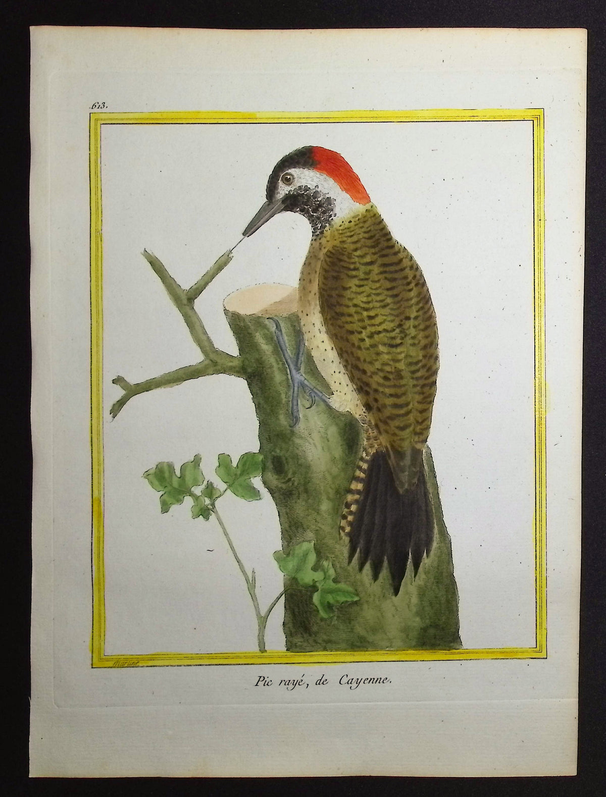 Woodpecker