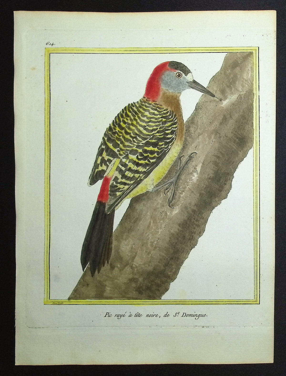 Woodpecker