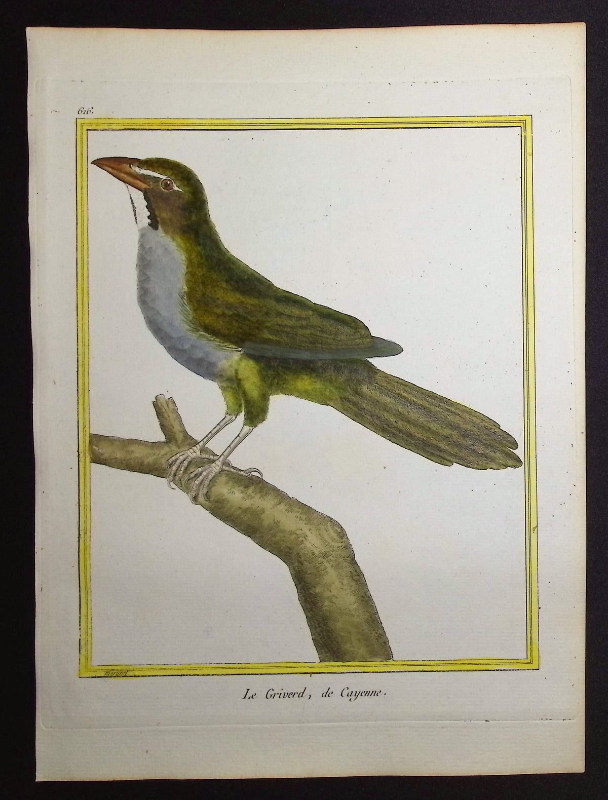 South American Bird