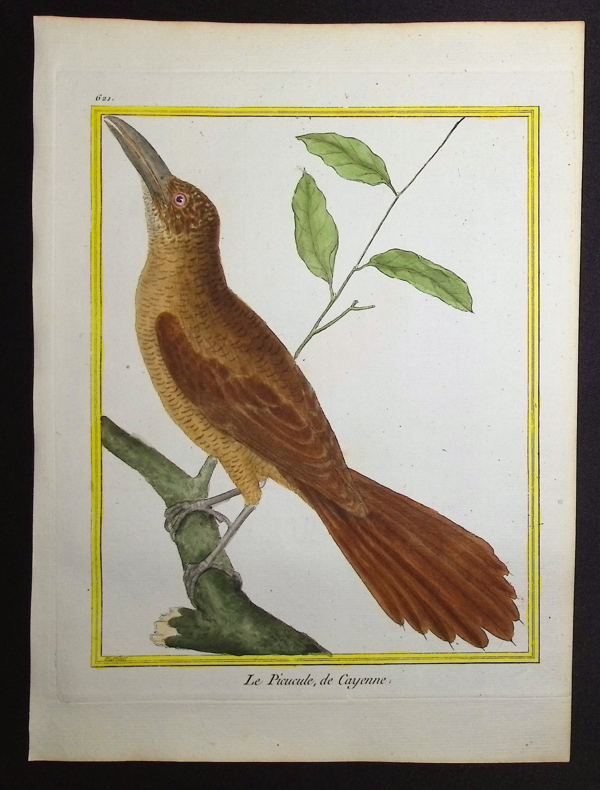 Woodpecker