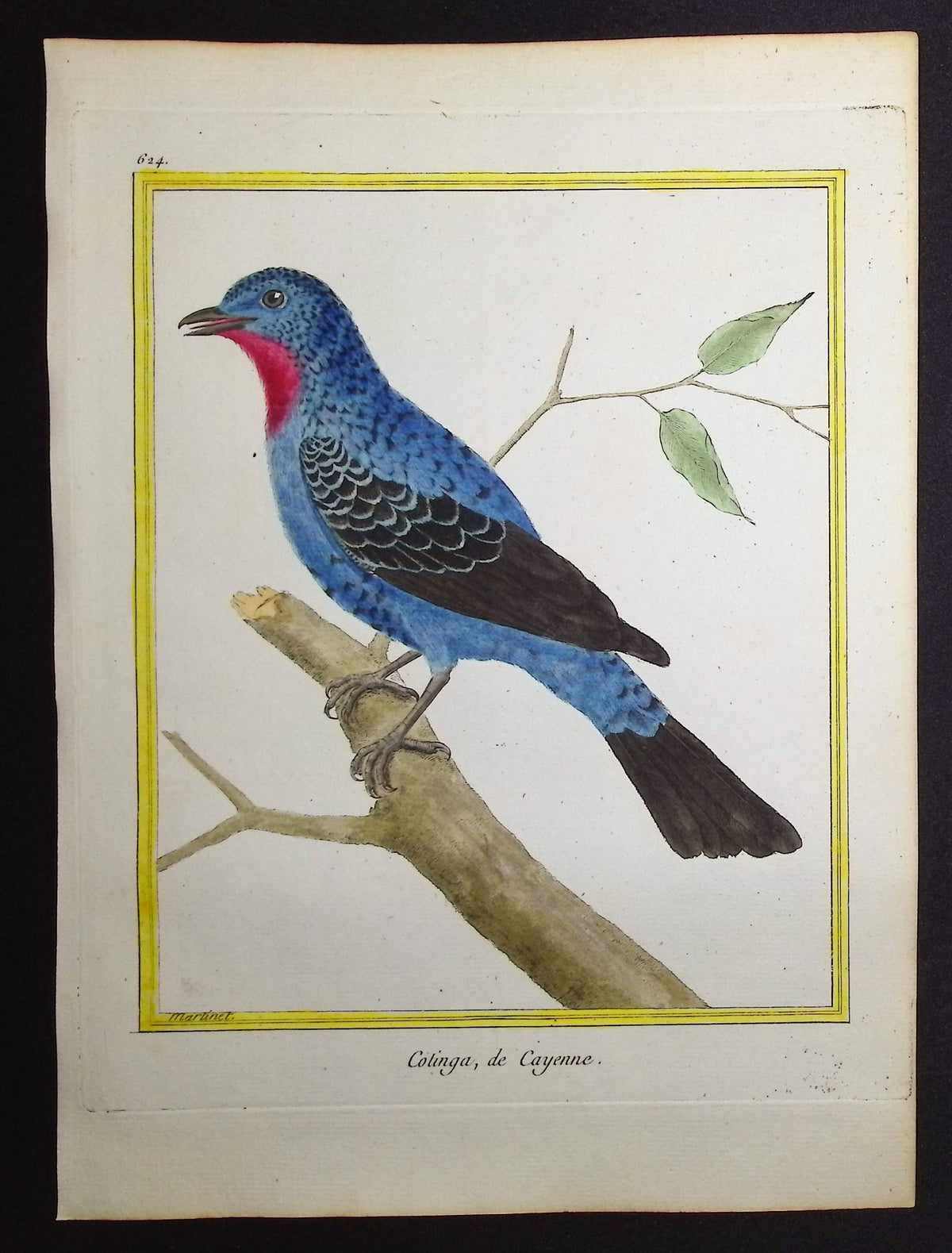 Cotinga