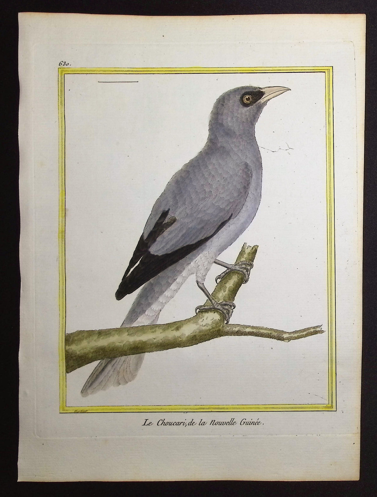 White-Bellied Cuckooshrike