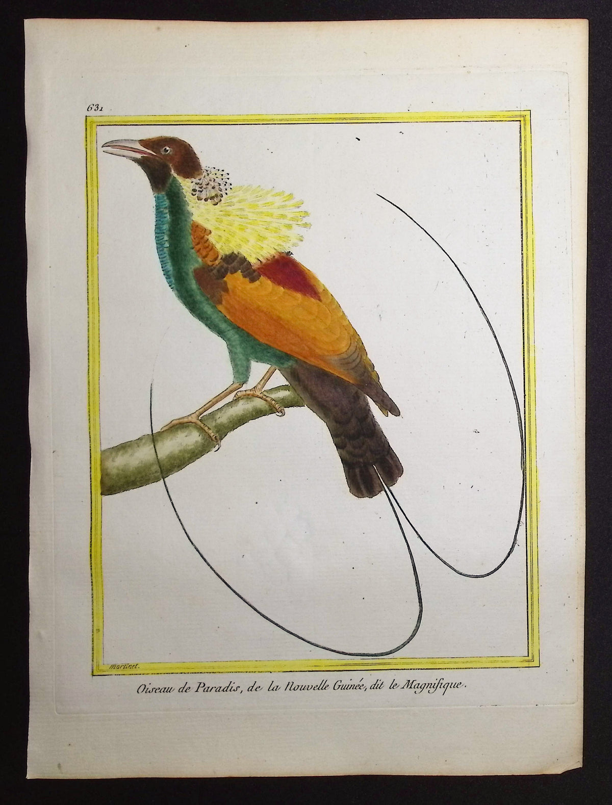 Bird-of-Paradise