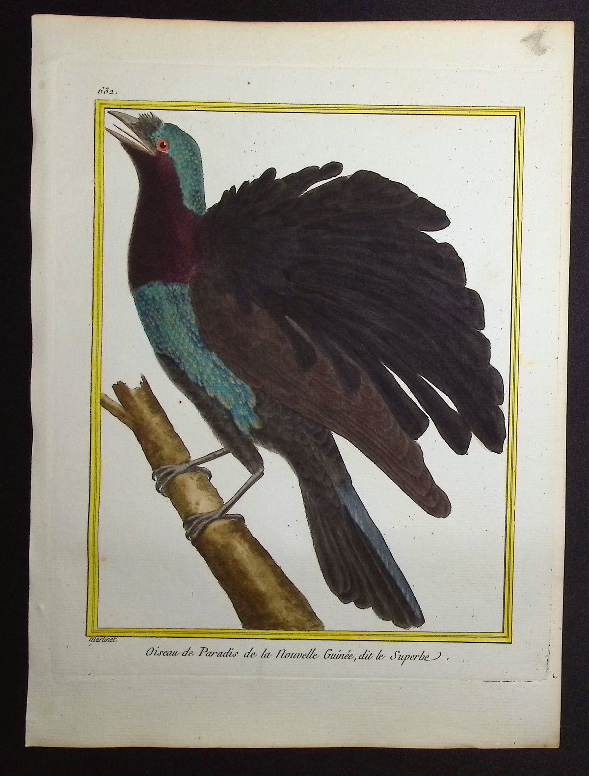 Bird-of-Paradise