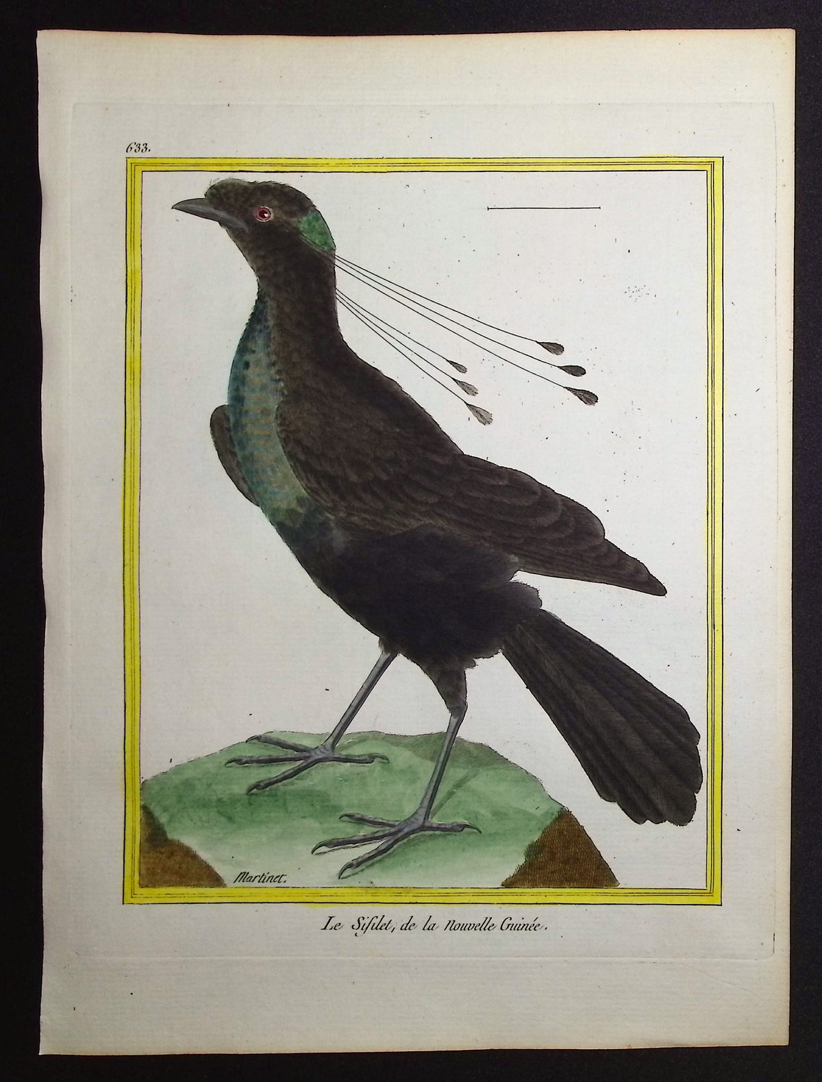 Western Parotia
