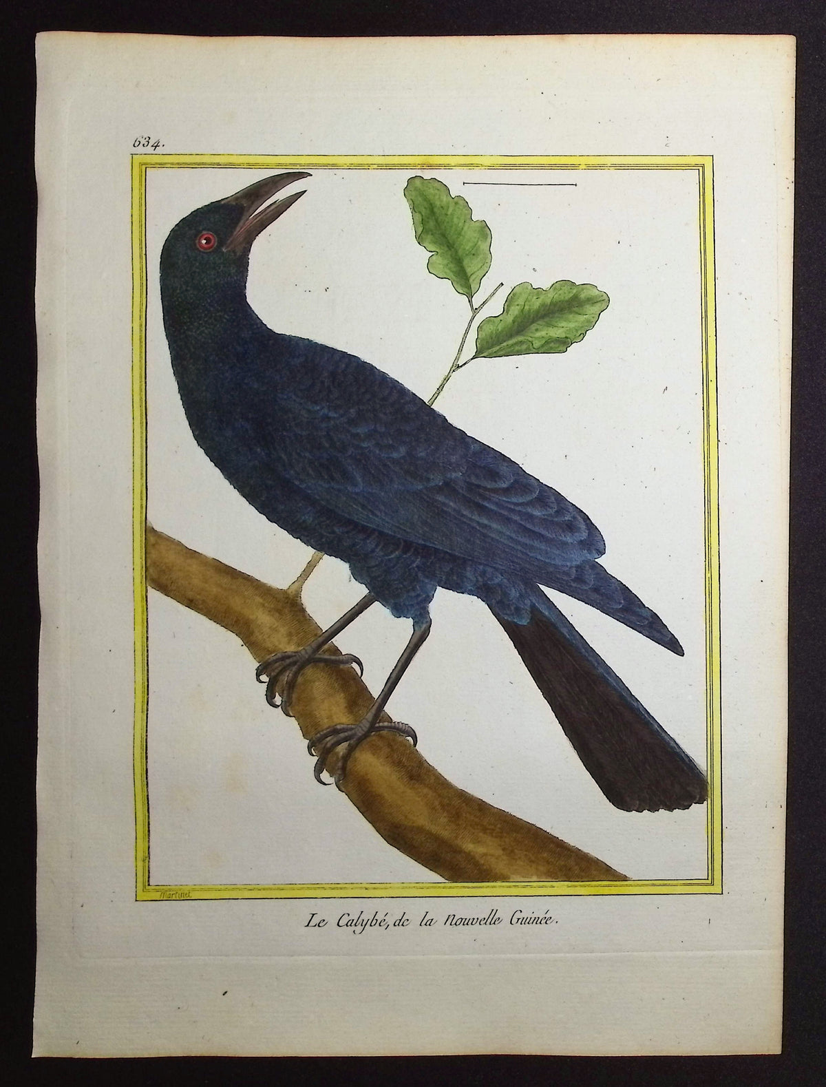 New Guinean Bird