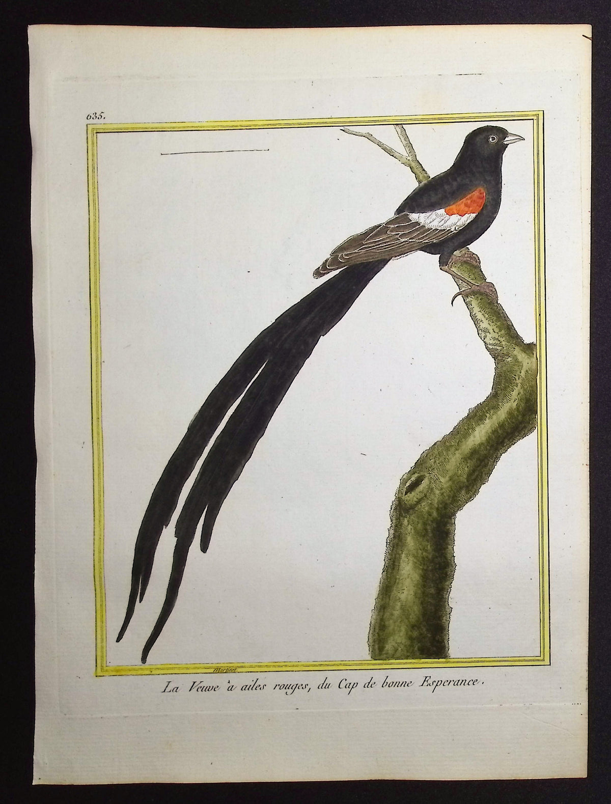 South African Bird