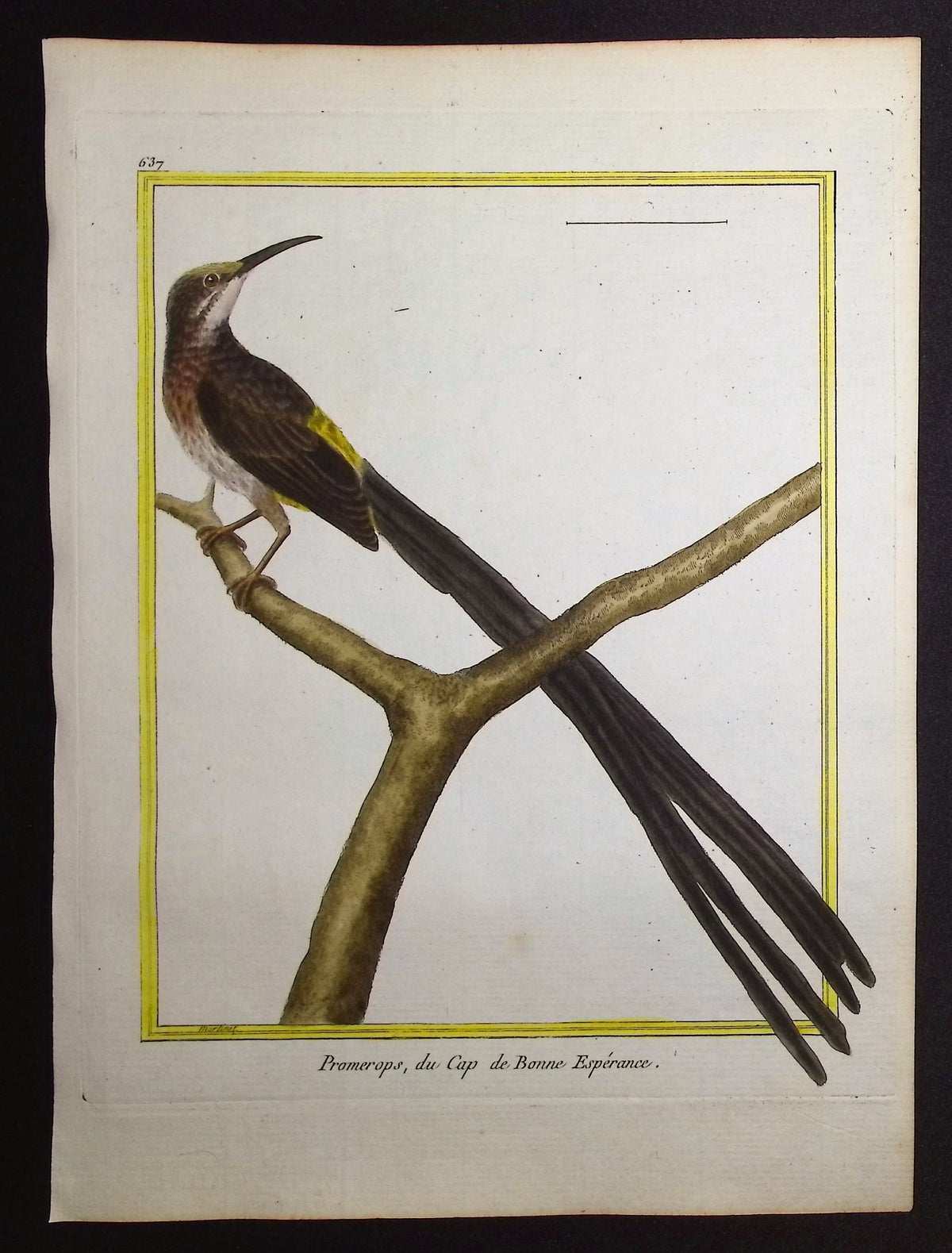 Sugarbird