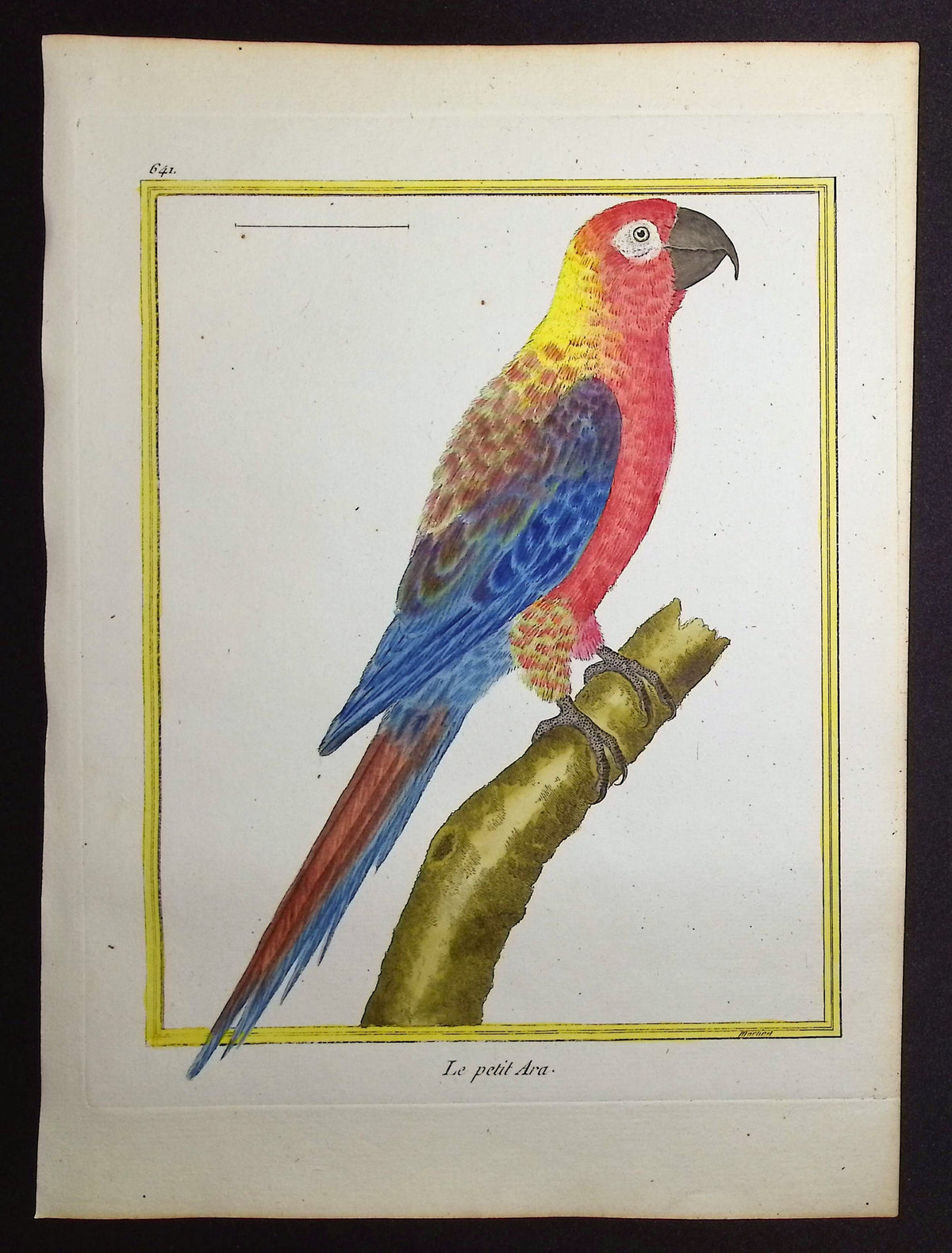 Cuban Macaw