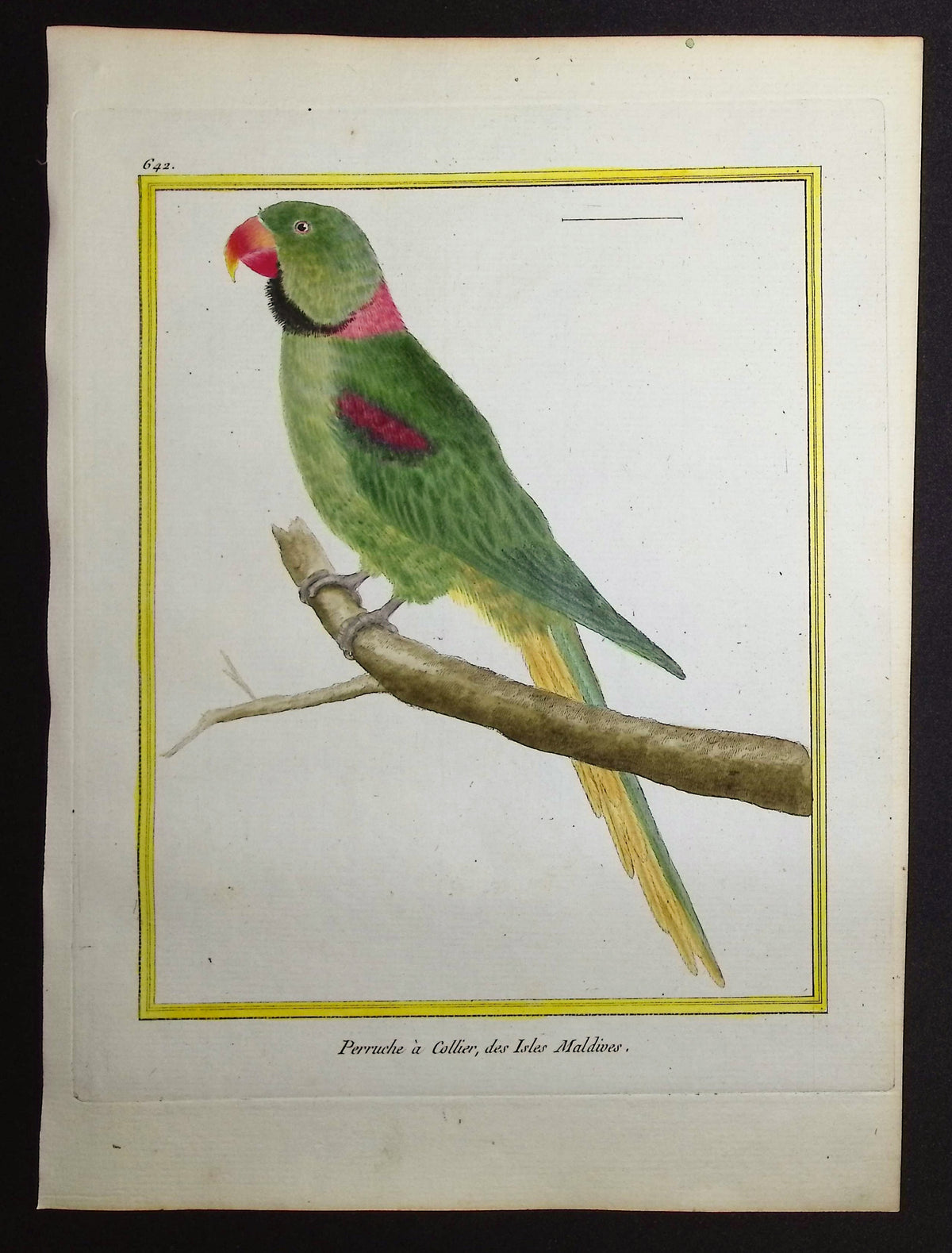 Parrot