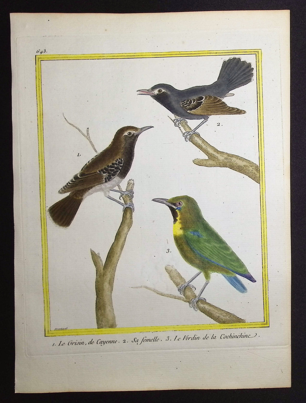 Antbird