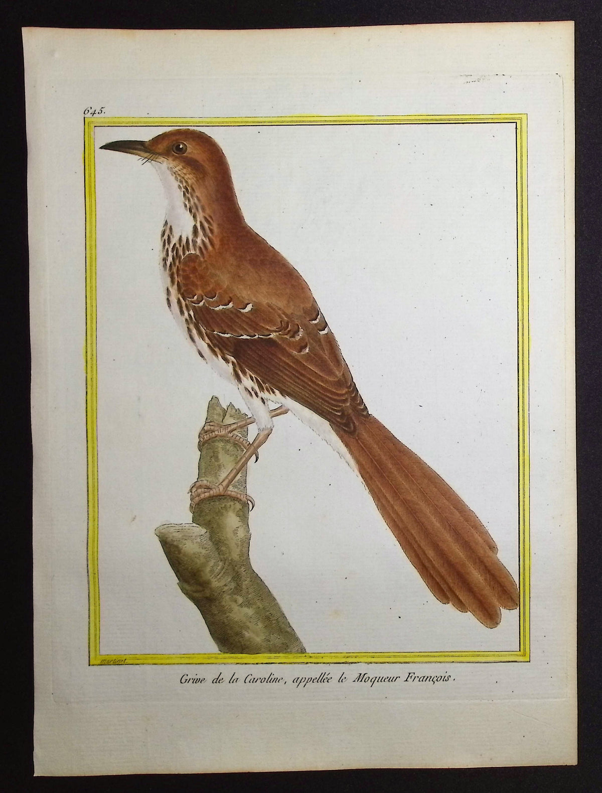 Thrush