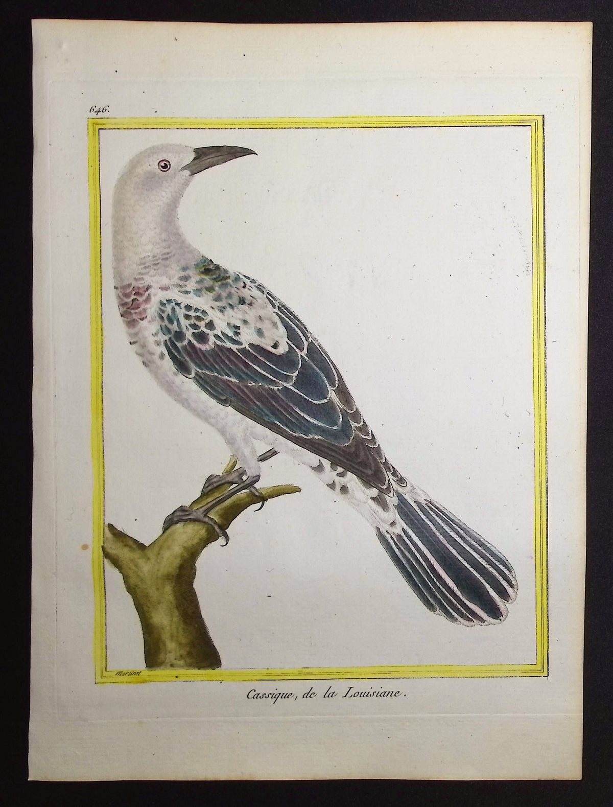 Lousianan Bird