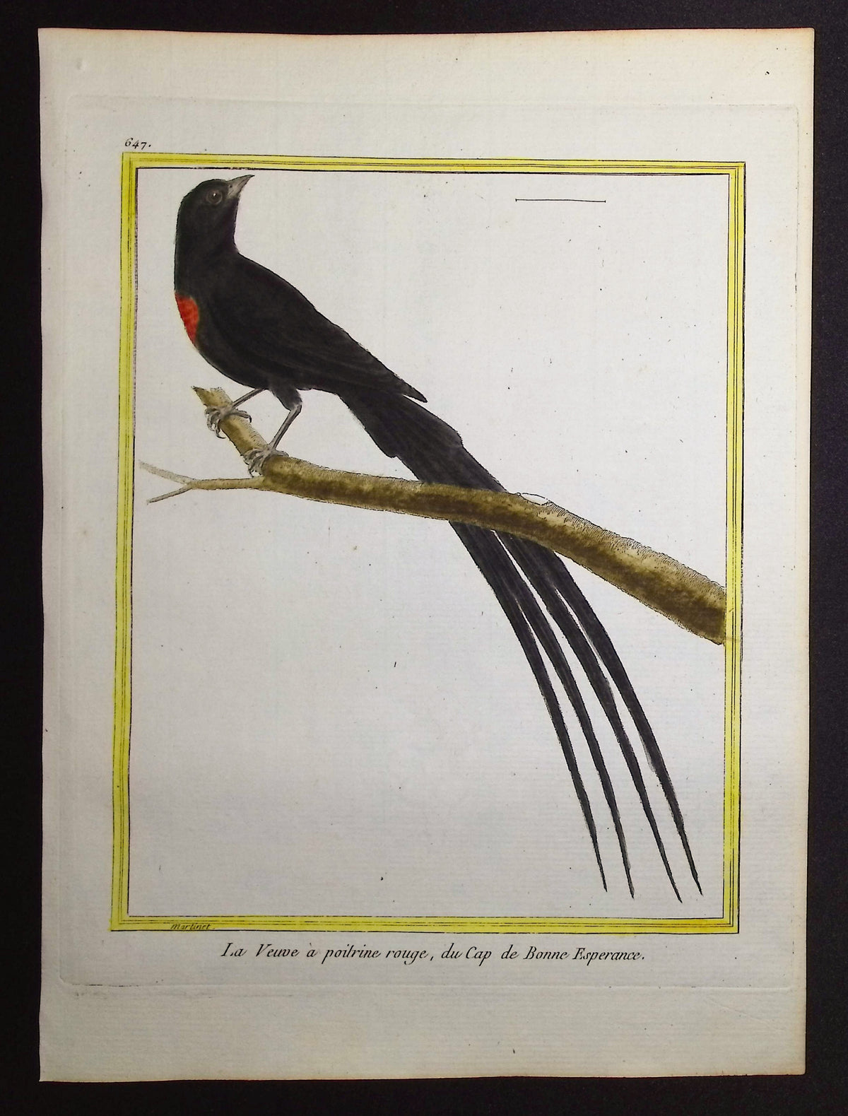 South African Bird