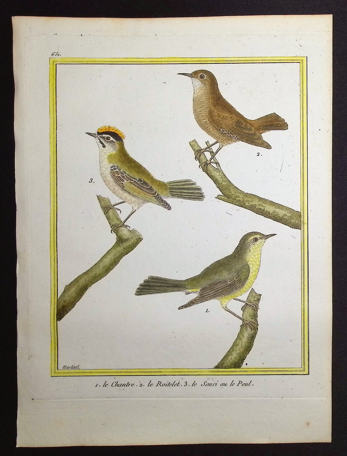 Kinglet