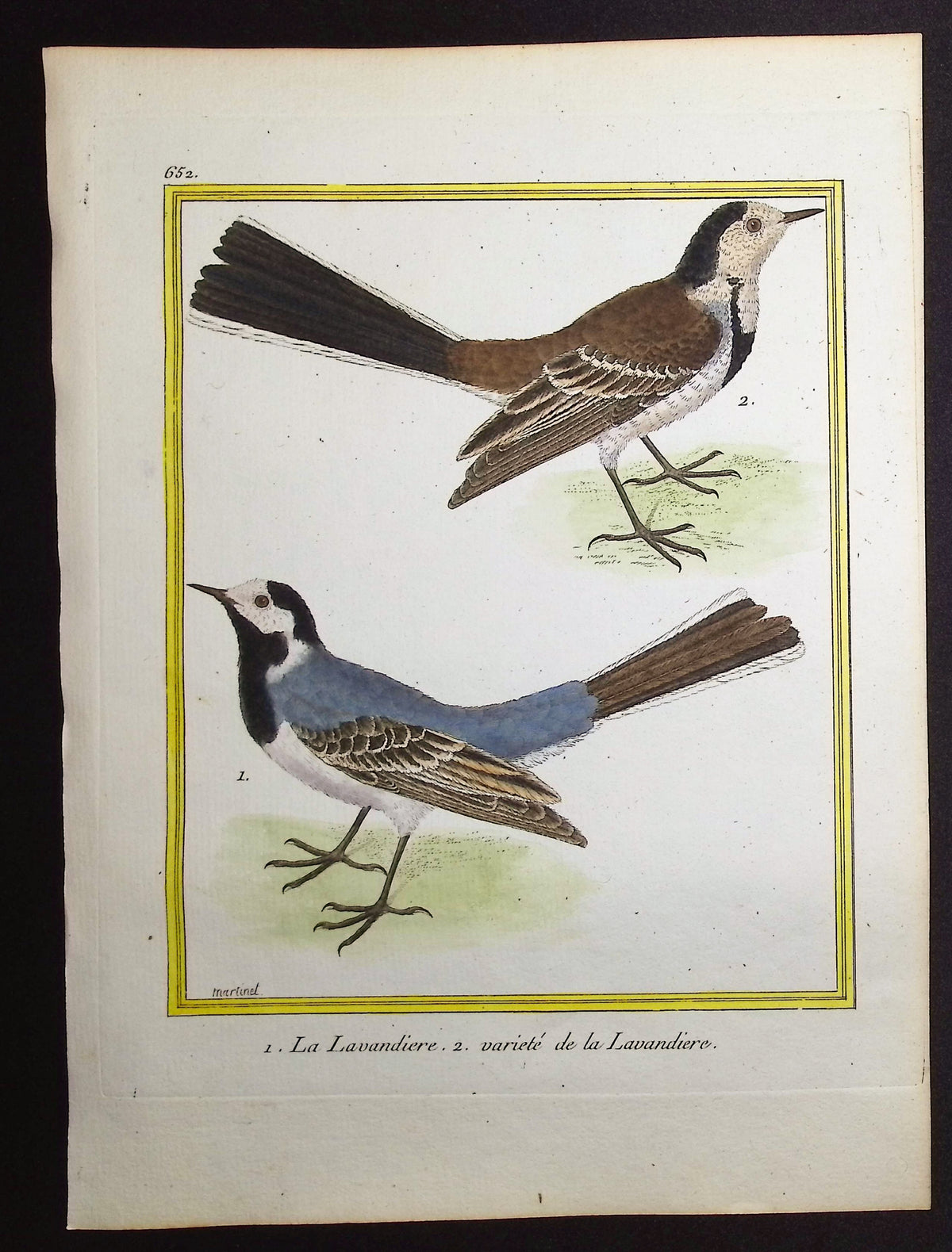 Wagtail