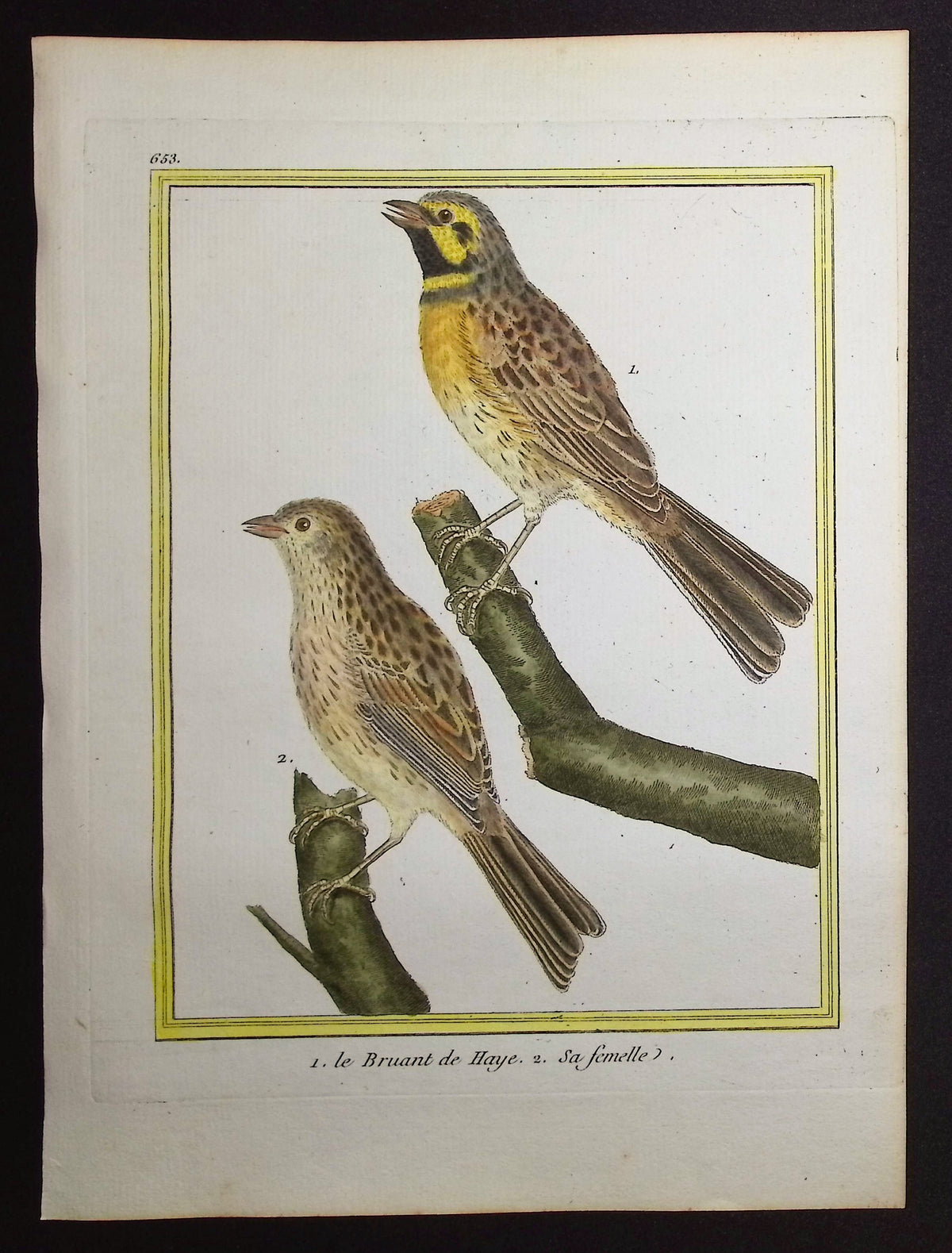 Sparrow