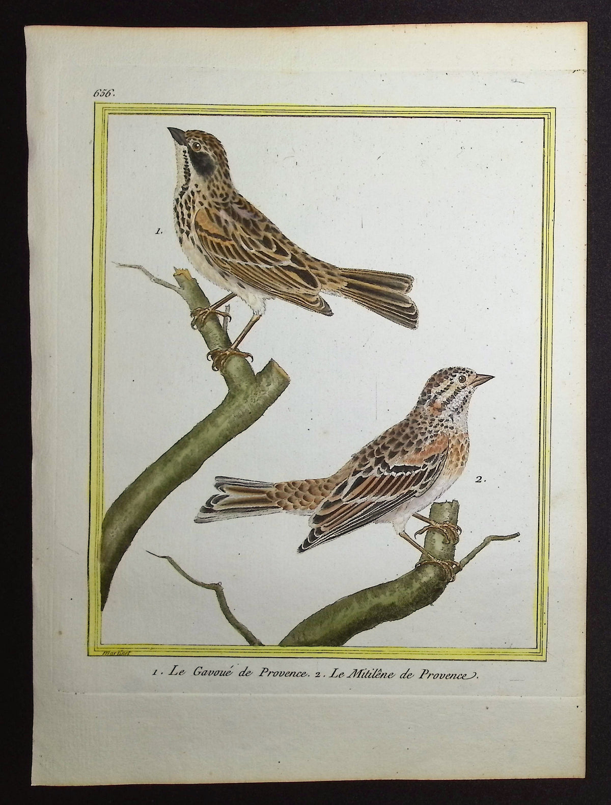 Thrush