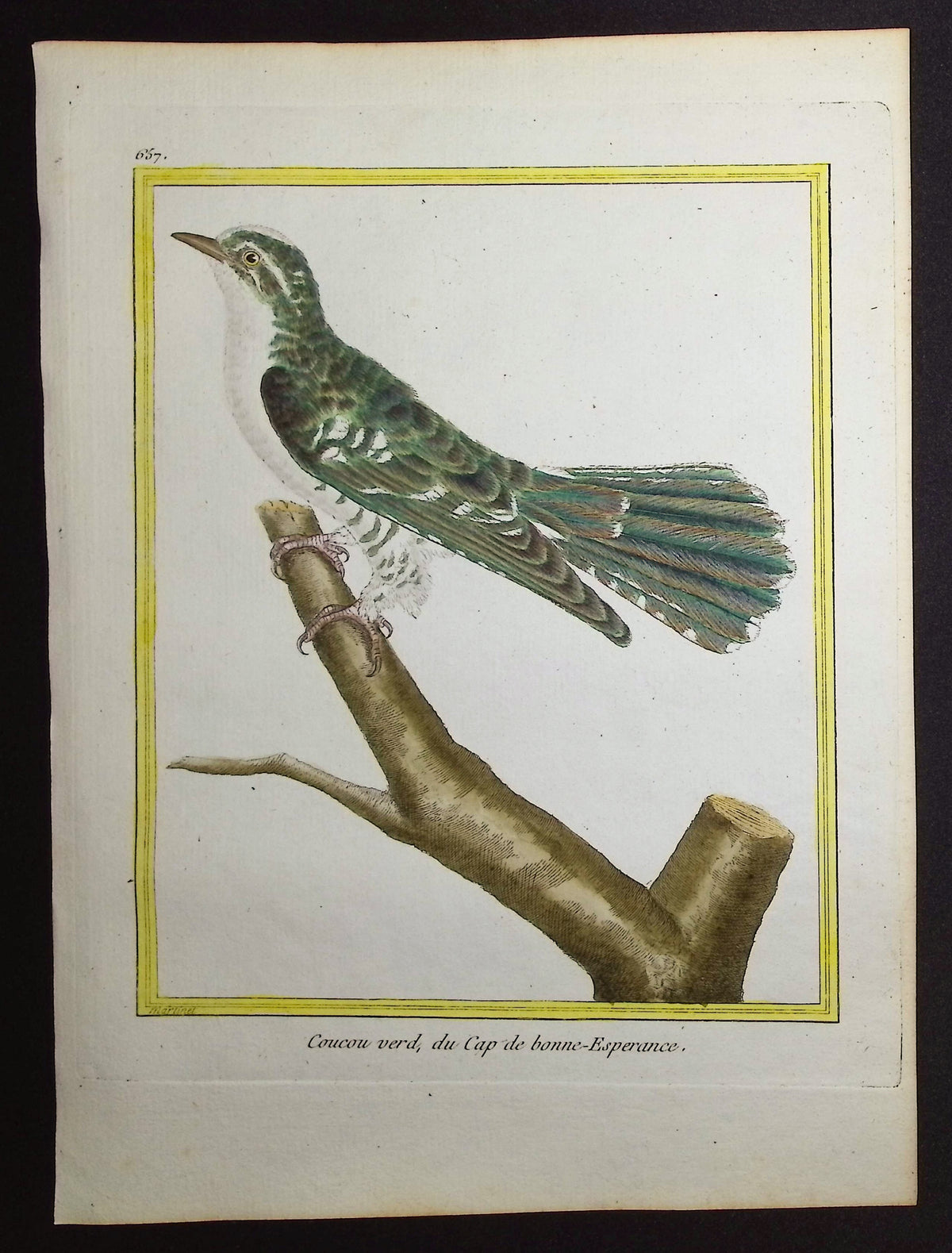 Cuckoo