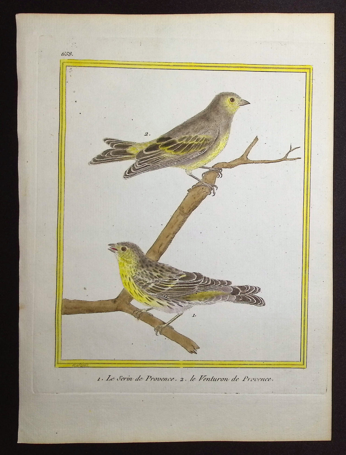 Serin