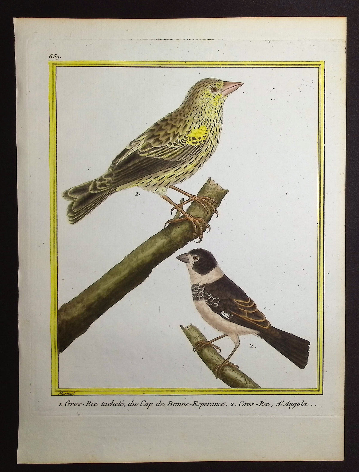 Grosbeak