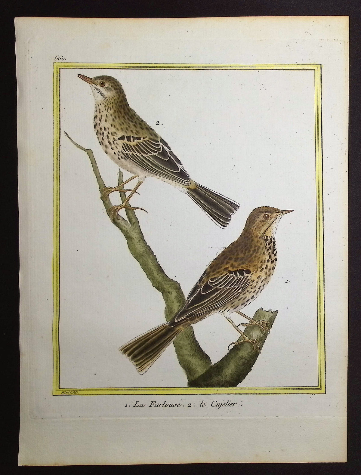 Pipit