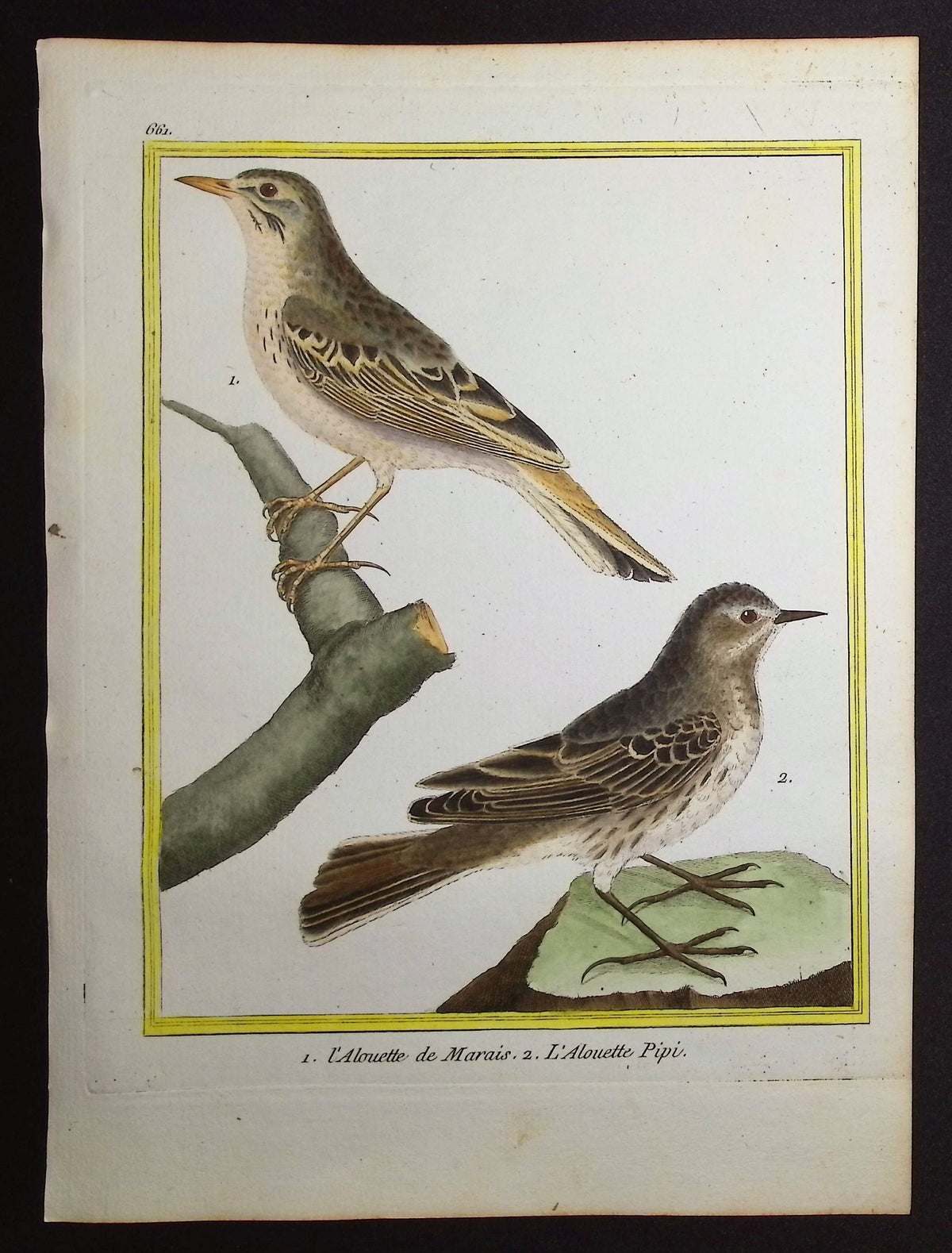 Lark