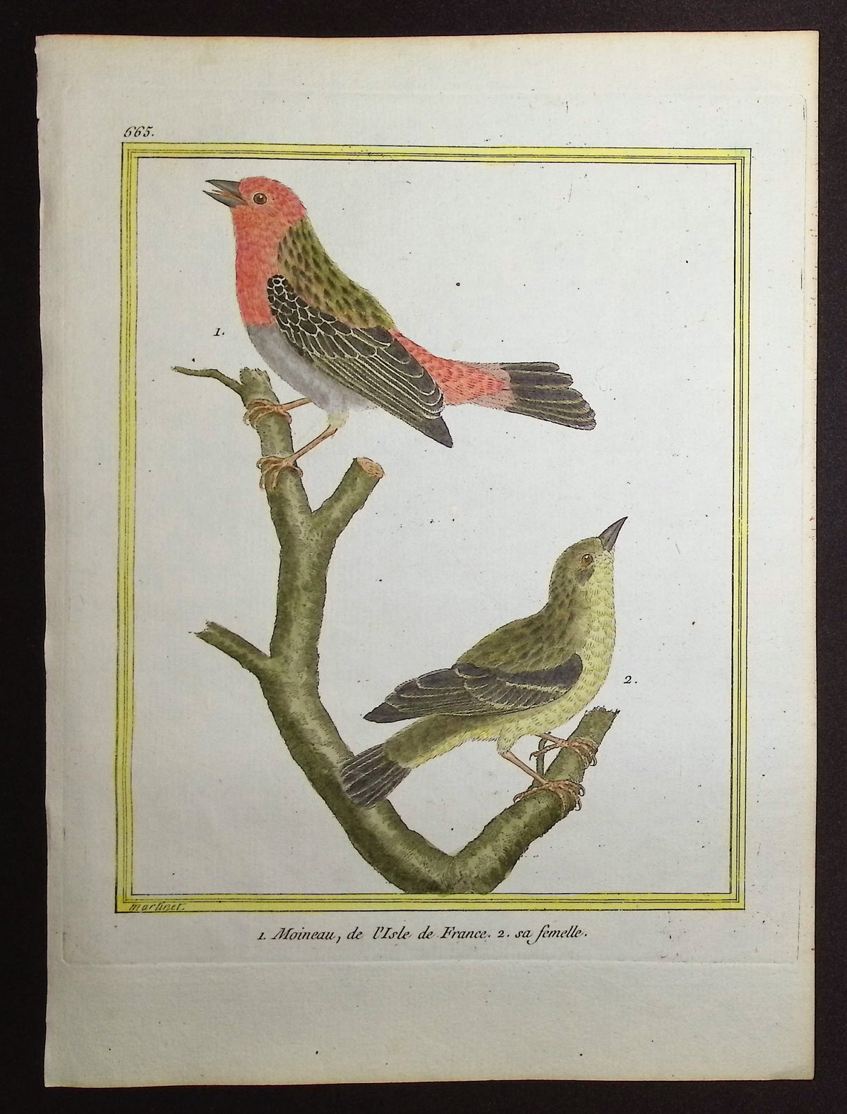 Sparrow
