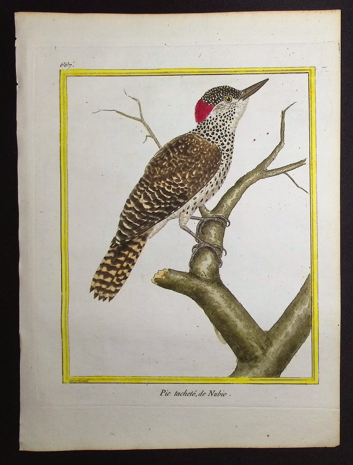 Woodpecker
