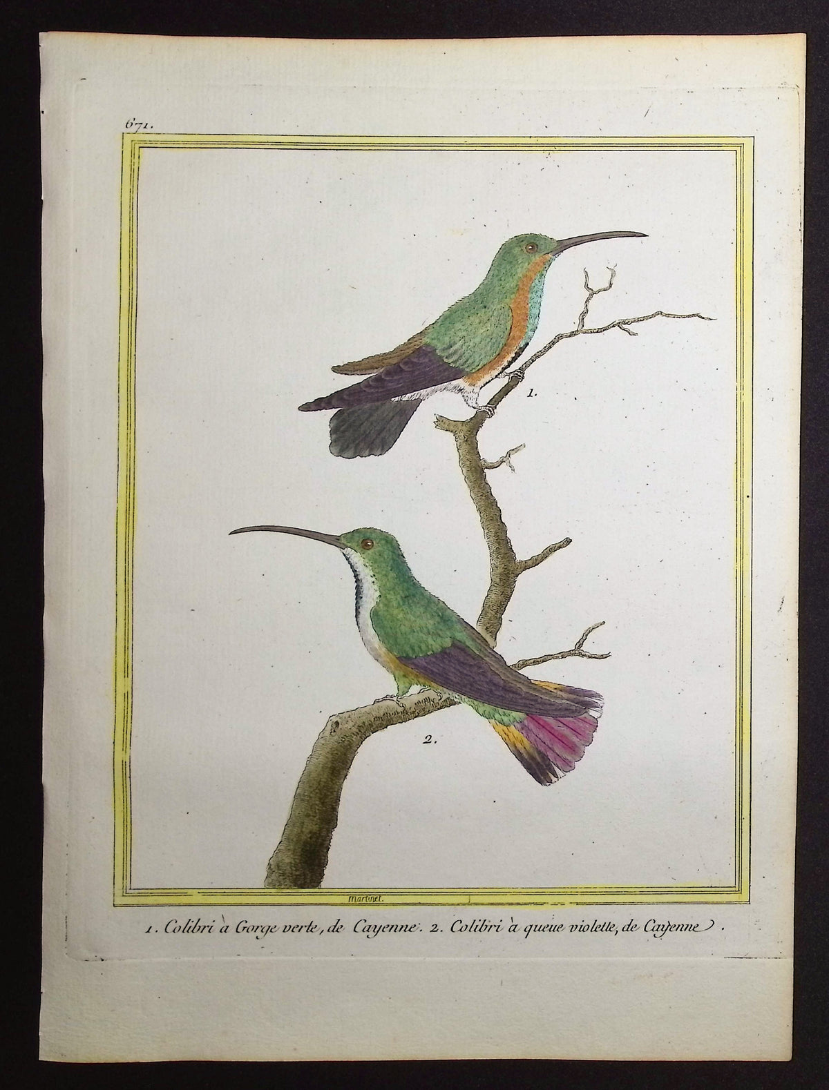 Hummingbird or Colibri