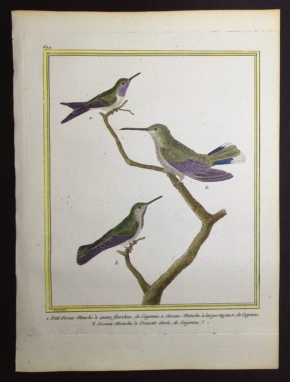 Hummingbird or Colibri
