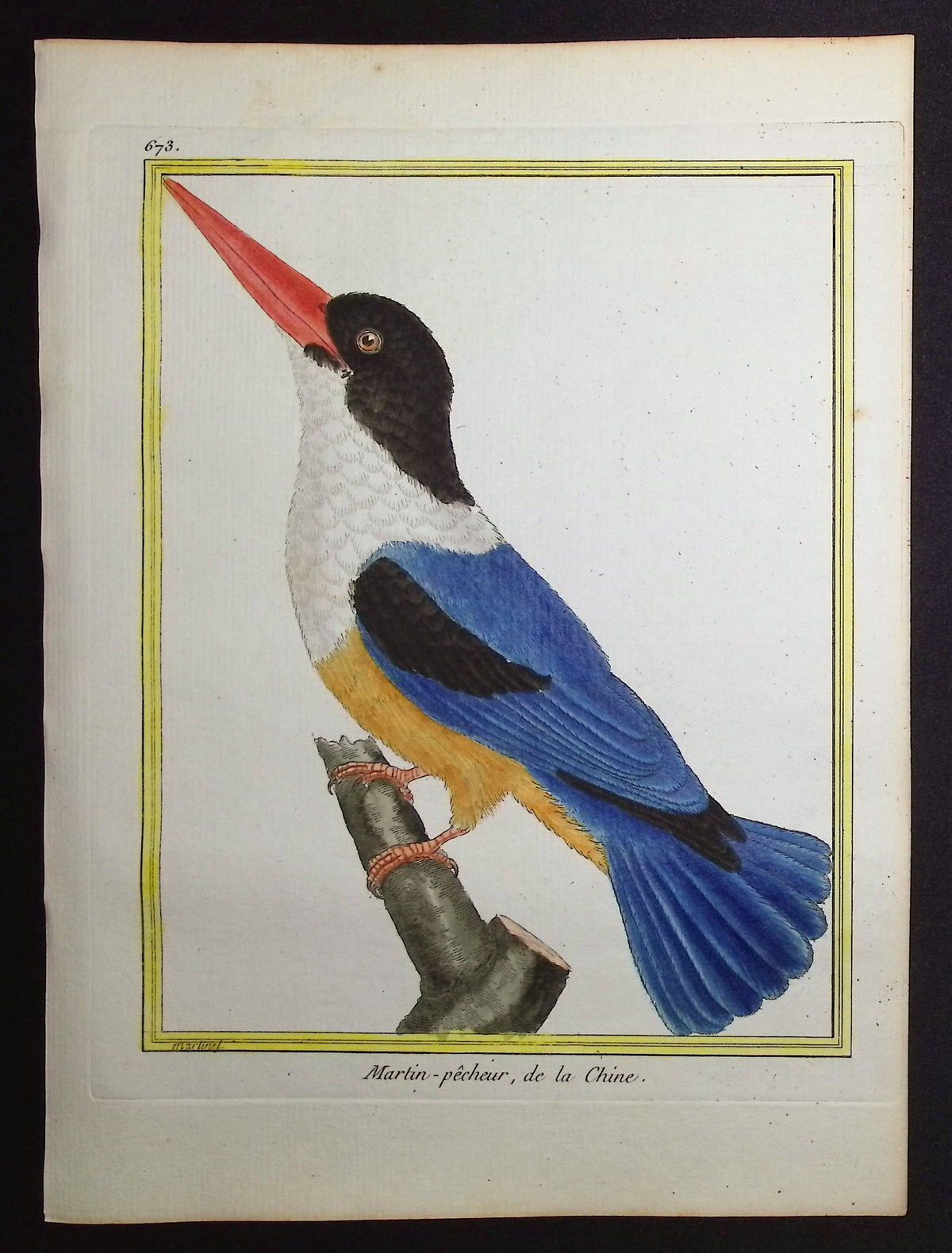 Kingfisher