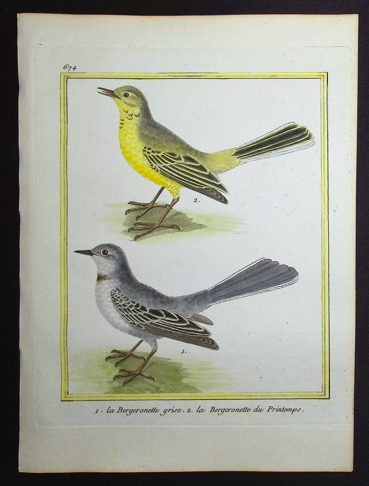 Wagtail