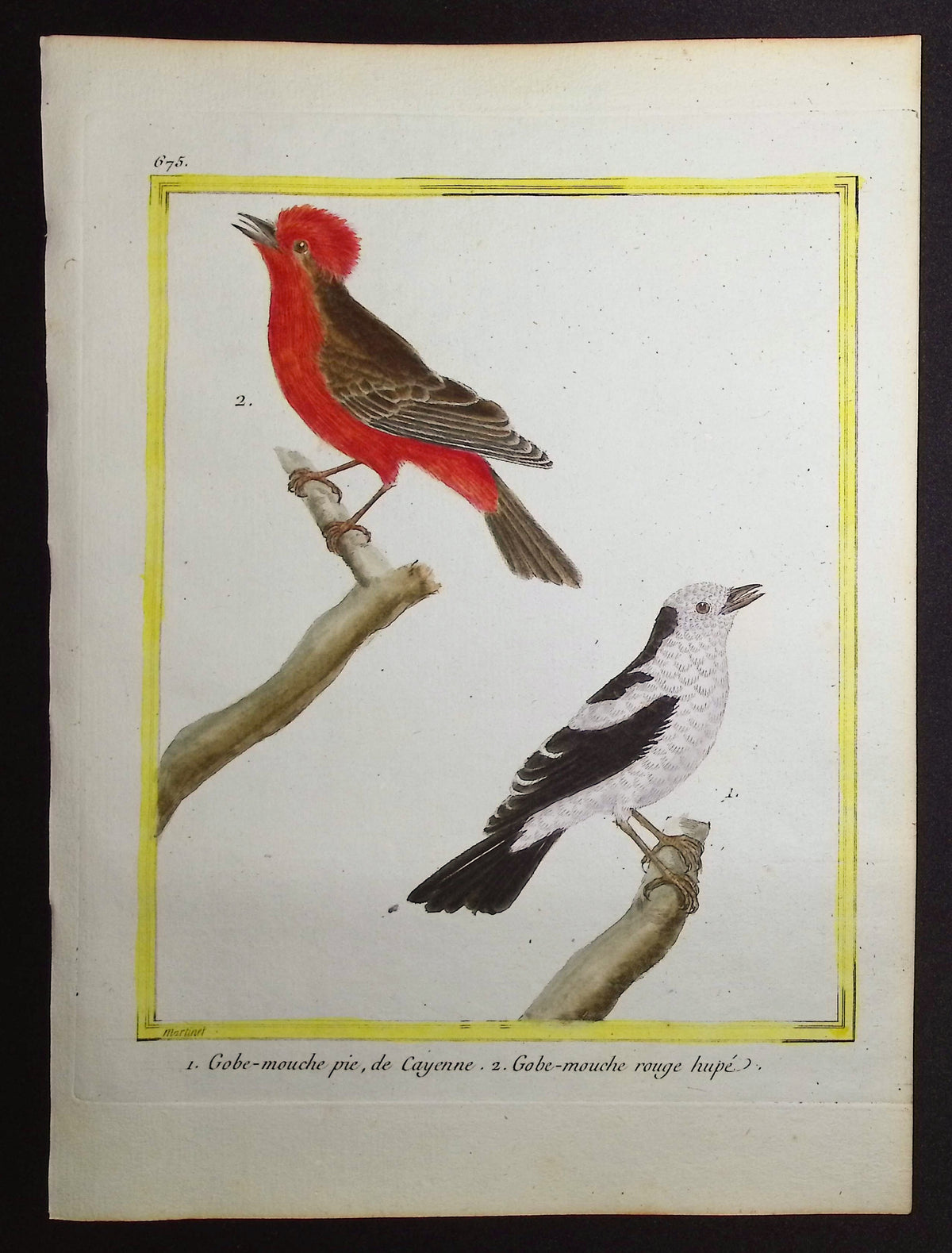 Flycatcher