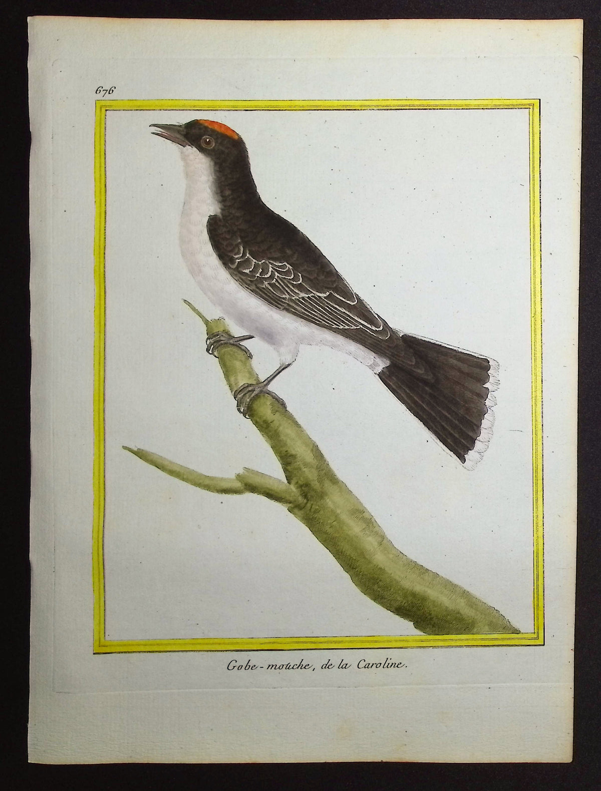 Flycatcher