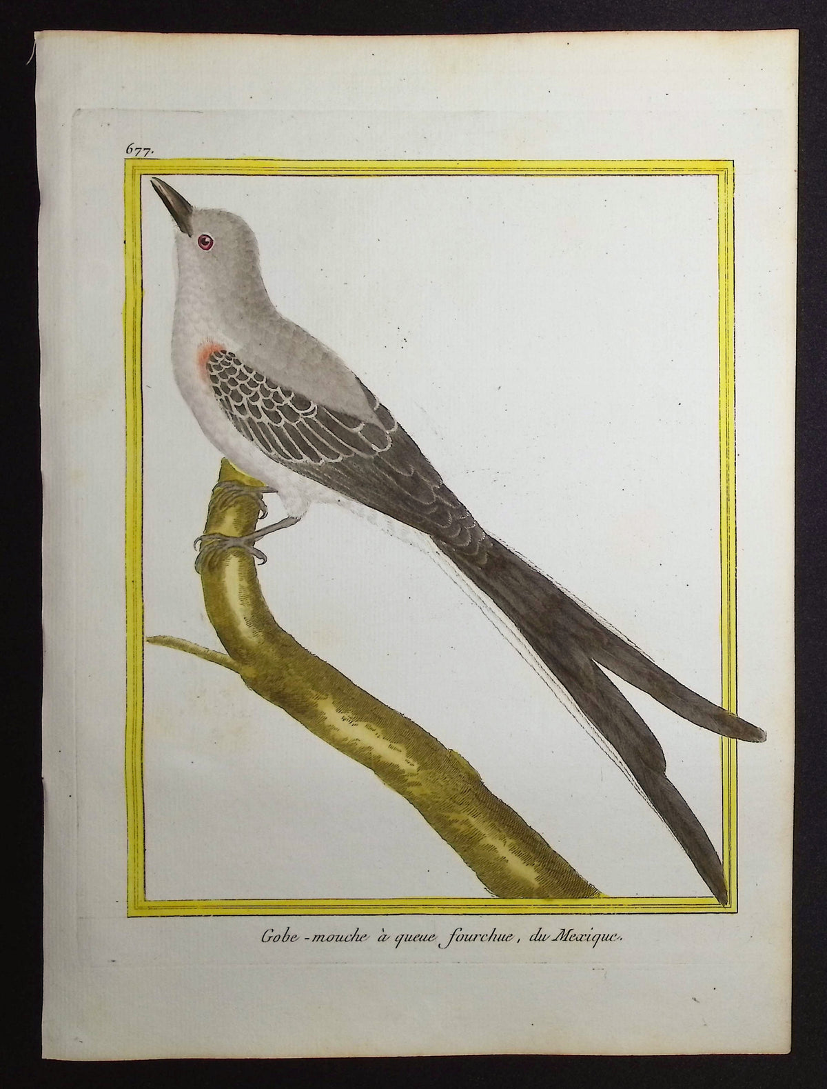 Flycatcher