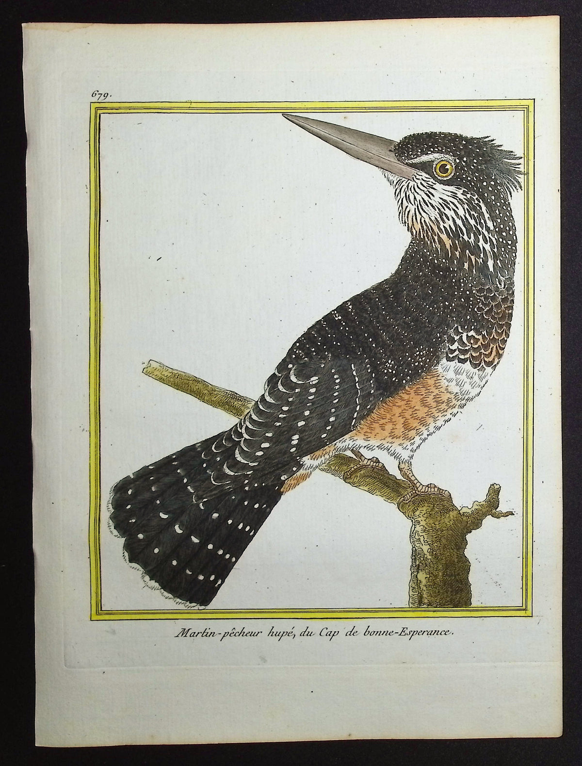 Kingfisher