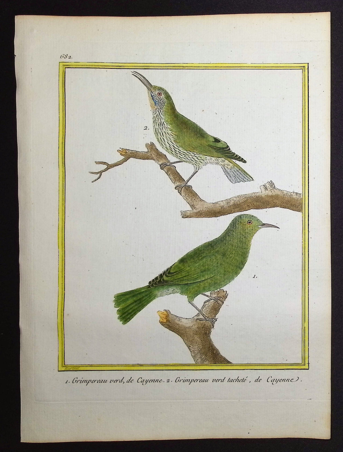 Treecreeper