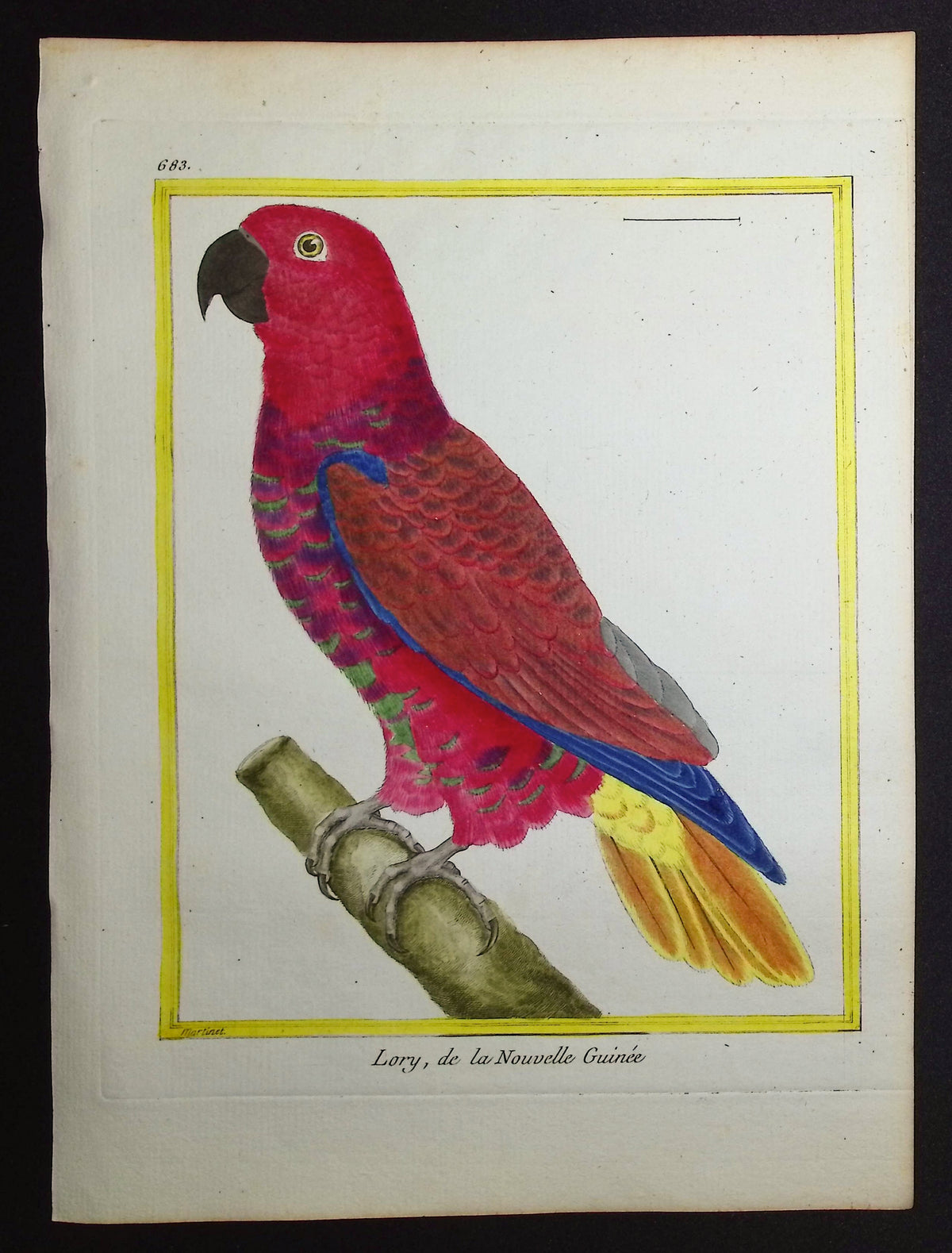 Parrot or Lory