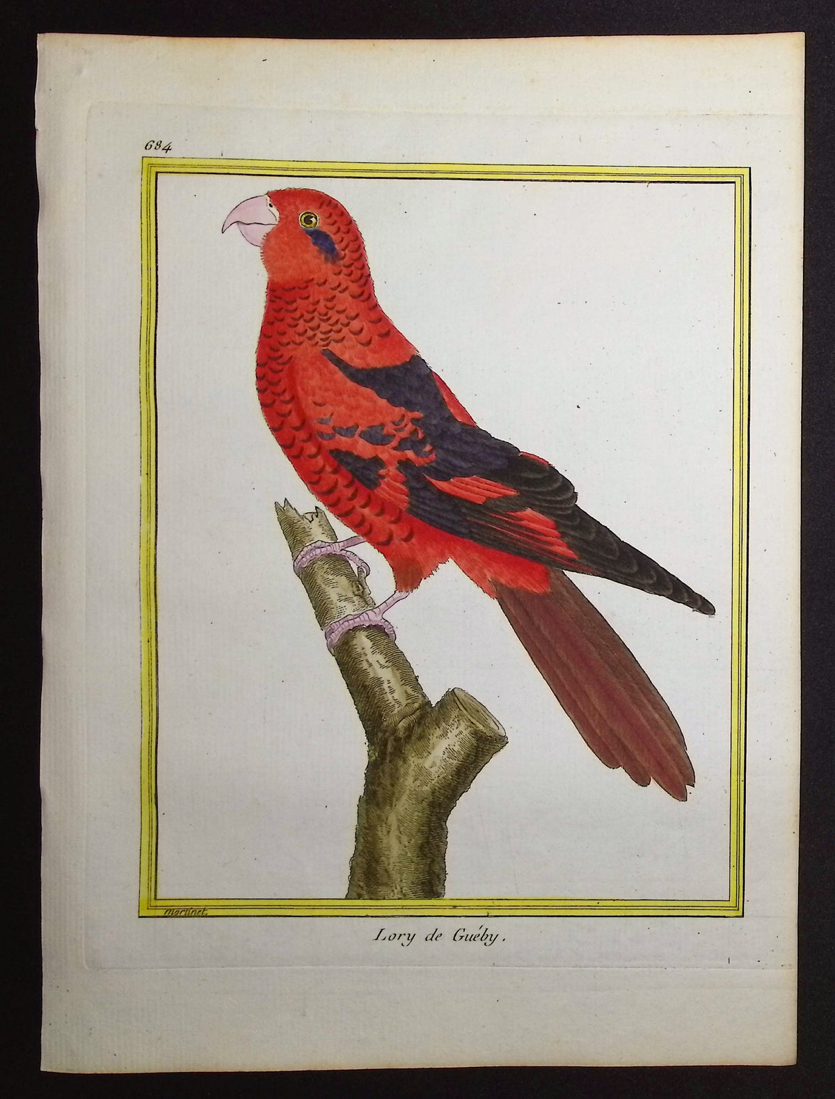 Parrot or Lory